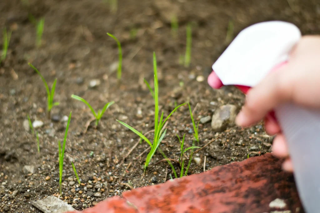 Unkraut trocken auf einmal: Verteilen Sie ein Glas Eimer und gießen Sie abends ein - erkennen Sie Ihren Garten nicht