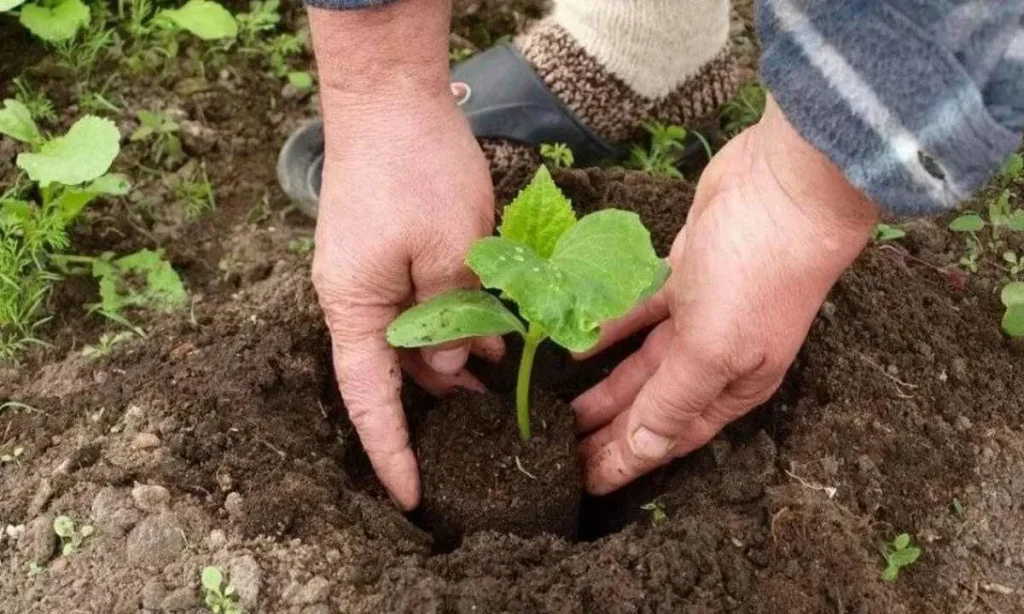Nachdem Sie Gurken in den Boden gepflanzt haben, gießen Sie sie mit einer Mischung aus Pulver und Regenwasser.