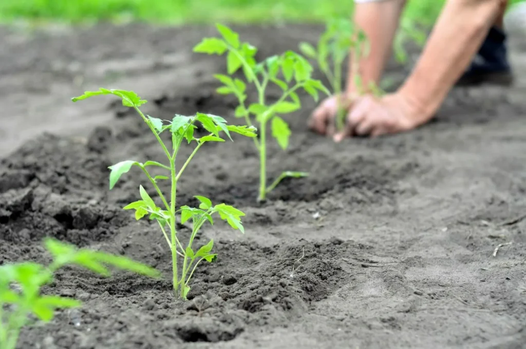Wann sollten Sie Tomaten im Boden wetten? Seien Sie vorsichtig mit vorzeitiger Pflanzung, da sie verloren gehen.
