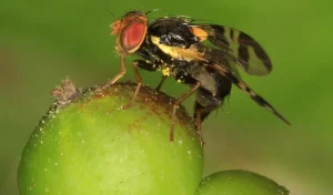 Sie nisten an Kirschen und schwächen Bäume. Machen Sie es, bevor die Larven erscheinen.