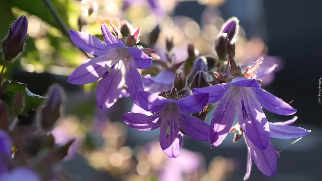 Ihr Garten füllt das Meer von lila Punkten. Diese mehrjährige Pflanze ist echt 