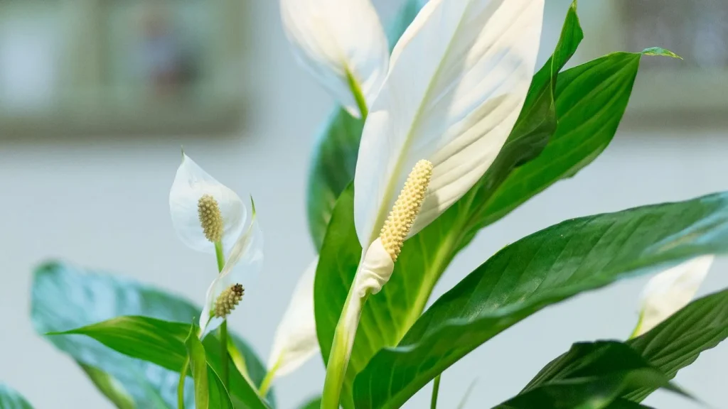 Anstatt Spathiphyllum in den Korb zu legen, pflanzen Sie es in einen Topf. Schöne weiße Blumen werden sehr bald wachsen. 