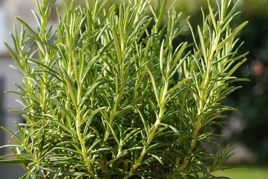 Rosmarin, Thymian und Lavendel wachsen besser, wenn Sie dem Boden 1 Element hinzufügen 