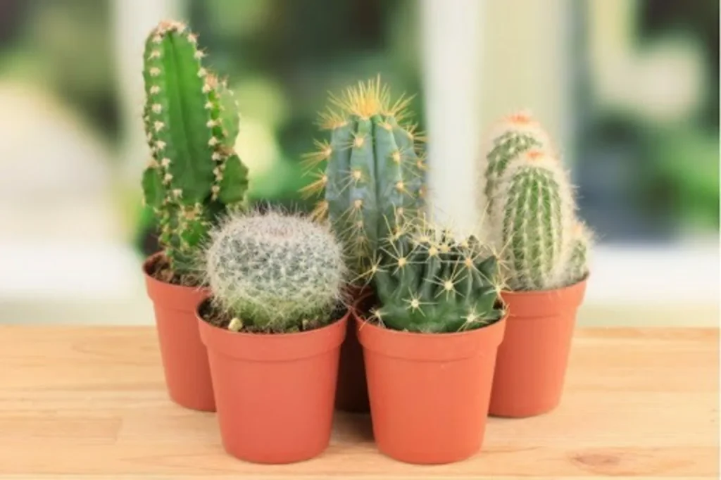 Wir sind Experten im Gartenbau und diese Töpfe sind die besten für ein gesundes Kakteurwachstum.