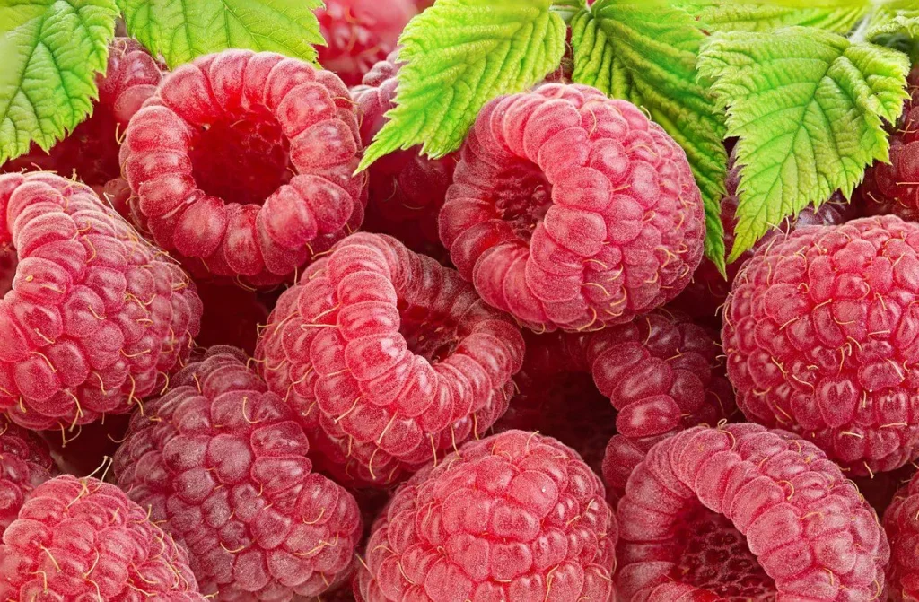 Im Mai brauchen Himbeeren "wie Sauerstoff": Ich werfe eine Handvoll unter die Wurzeln - in Sommersträuchern danke mit einer reichen Ernte süßer Beeren 