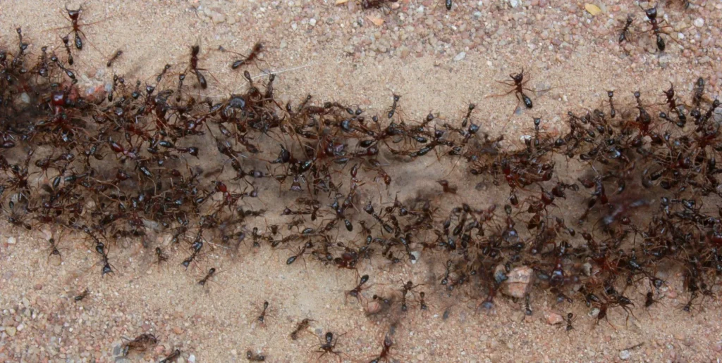 Heiminsektizid aus 1 Küchenzutat, die Ameisen zerstört, die Ihre Gartenpflanzen angreifen. 
