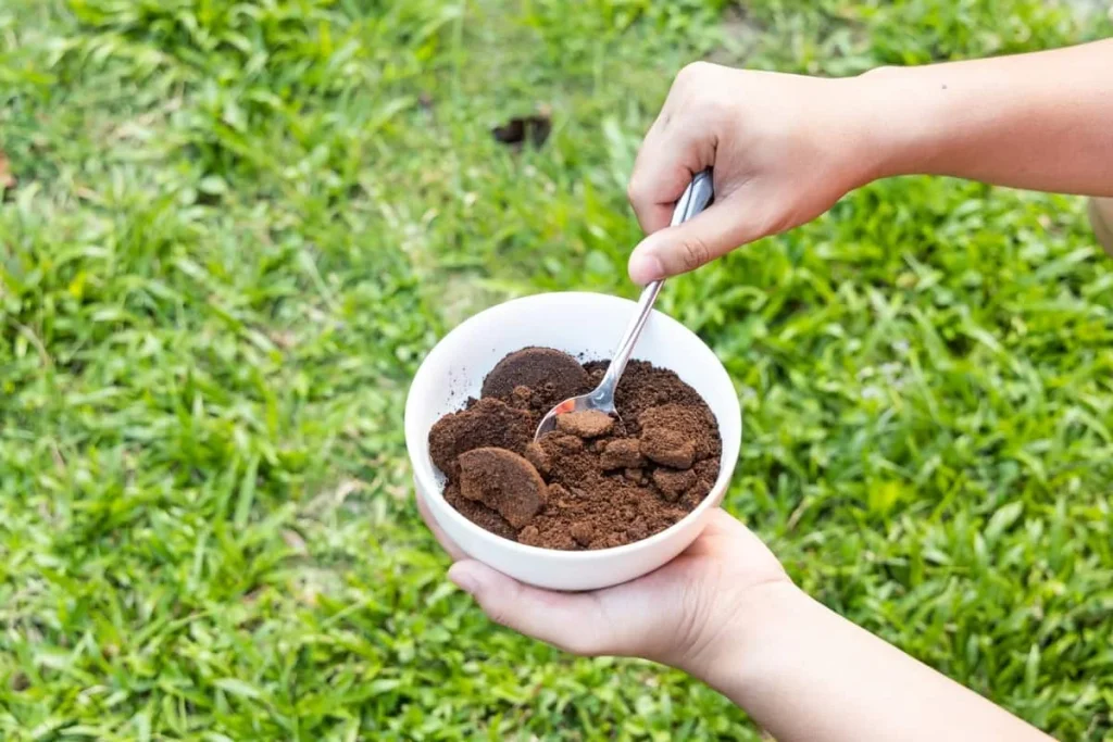 Achten Sie auf Kaffeegelände im Garten: sieben Pflanzen, die es hassen und warum