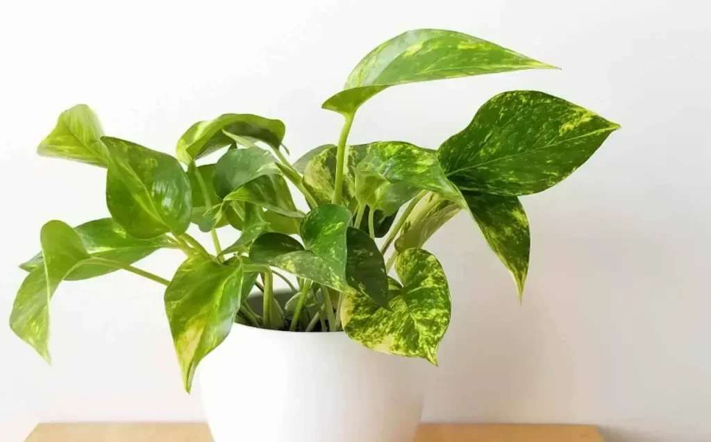 Laut Feng-Shui-Lehren kann das Vorhandensein dieser Pflanze Geld im Haus anziehen.