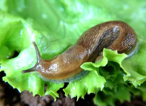Auf Wiedersehen, Schädlinge! Eine zuverlässige natürliche Möglichkeit, Schnecken und Schnecken in Ihrem Garten zu bekämpfen