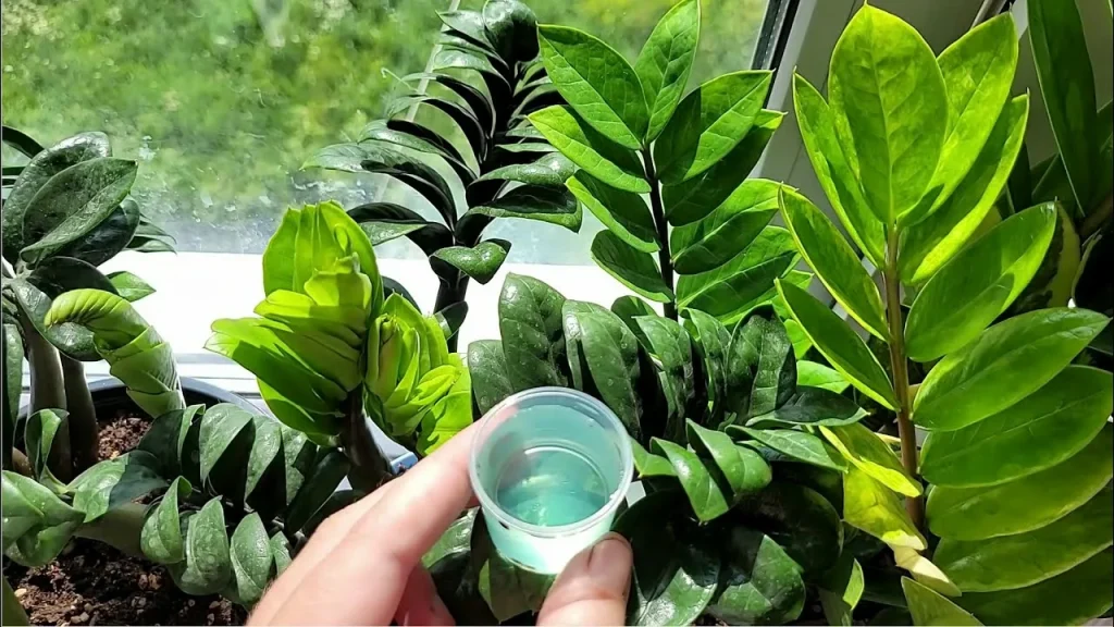2 tableti suda ezip karıştırdım – zamioculcas sanki yeniden canlandı: her yumrudan 10 dal çıktı.