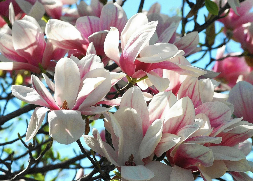 Ich schneide Magnolien immer so zurück. Dadurch erfreuen sie uns jedes Jahr während der gesamten Saison mit ihrer Blüte.