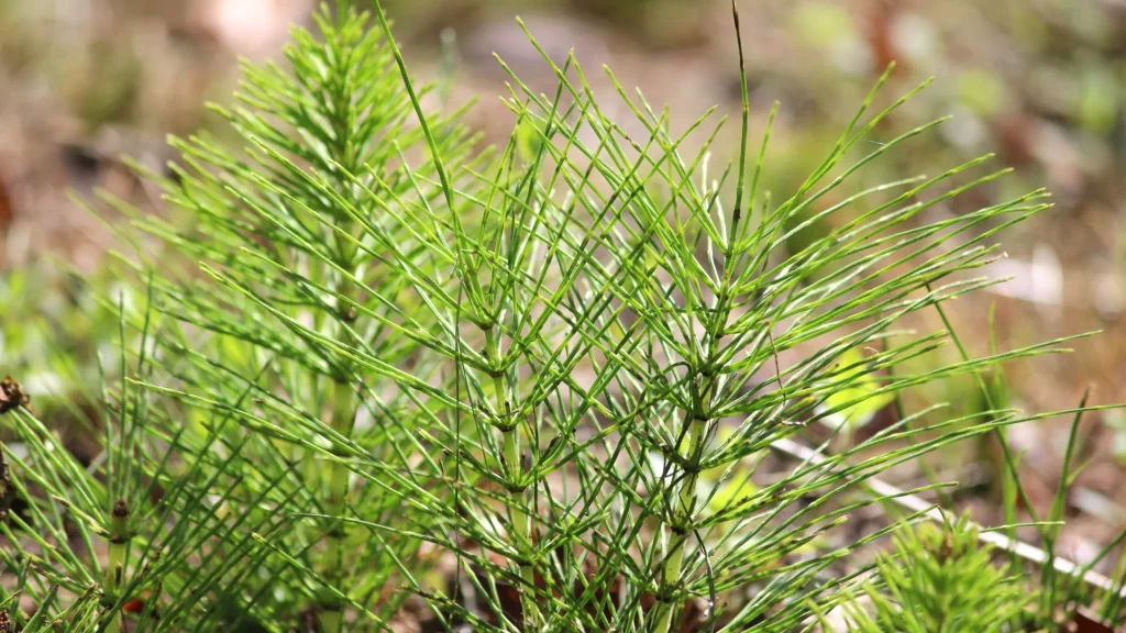 Pferdeschwanz im Garten? So werden Sie es los 