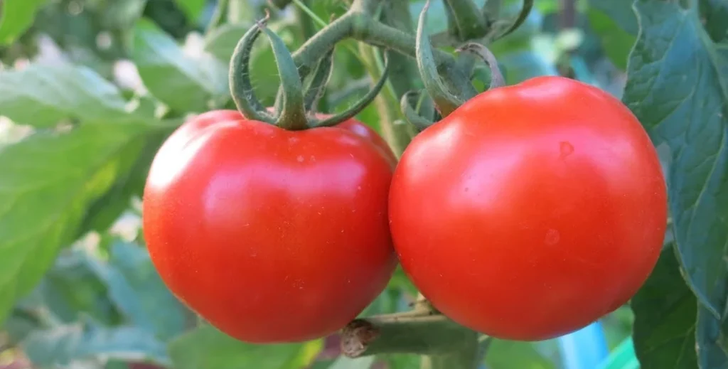 Einfacher Dünger, der die Tomaten erhöht, rechnen bis zu 10 Mal. Einfach und effektiv!