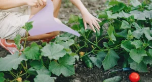 Welche Entfernung sollte zwischen Gurkenlöchern sein: Agronomist hat die Geheimnisse einer reichen Ernte enthüllt - Sie werden Taschen ernten
