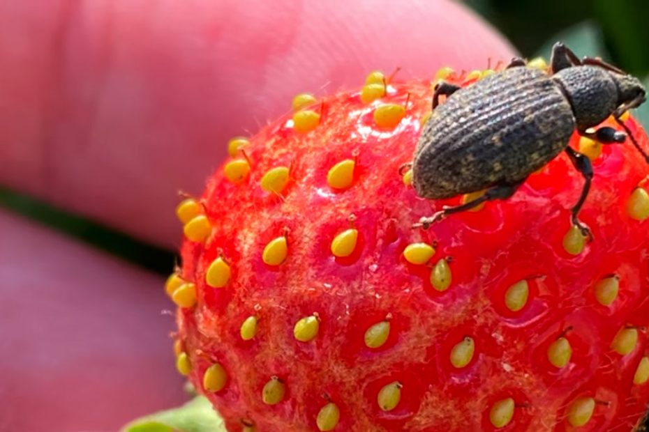 Ich habe Chemikalien vergessen: meine natürliche Art, Erdbeeren aus der Nase zu retten 