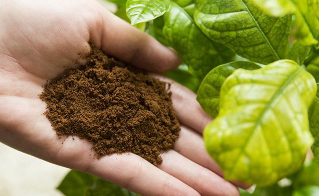 Achten Sie auf Kaffeegelände im Garten: sieben Pflanzen, die es hassen und warum 