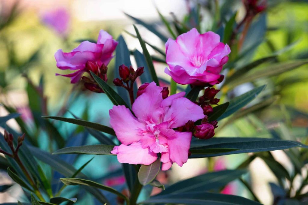 Bu, akıllı bahçıvanların etkileyici çiçeklenme için oleander tabanına ekledikleri doğal bir gübre.