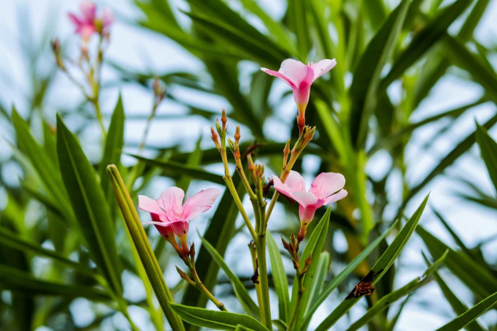 Bu, akıllı bahçıvanların etkileyici çiçeklenme için oleander tabanına ekledikleri doğal bir gübre.