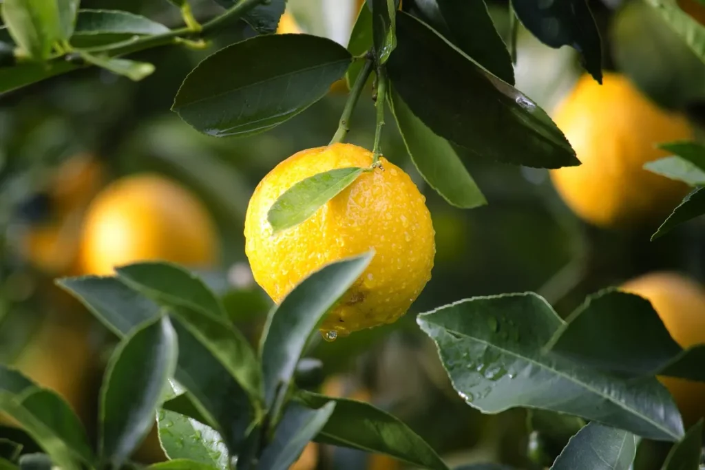 Süpermarketten aldığınız limon tohumlarından kendi limon ağacınızı nasıl yetiştirebilirsiniz?