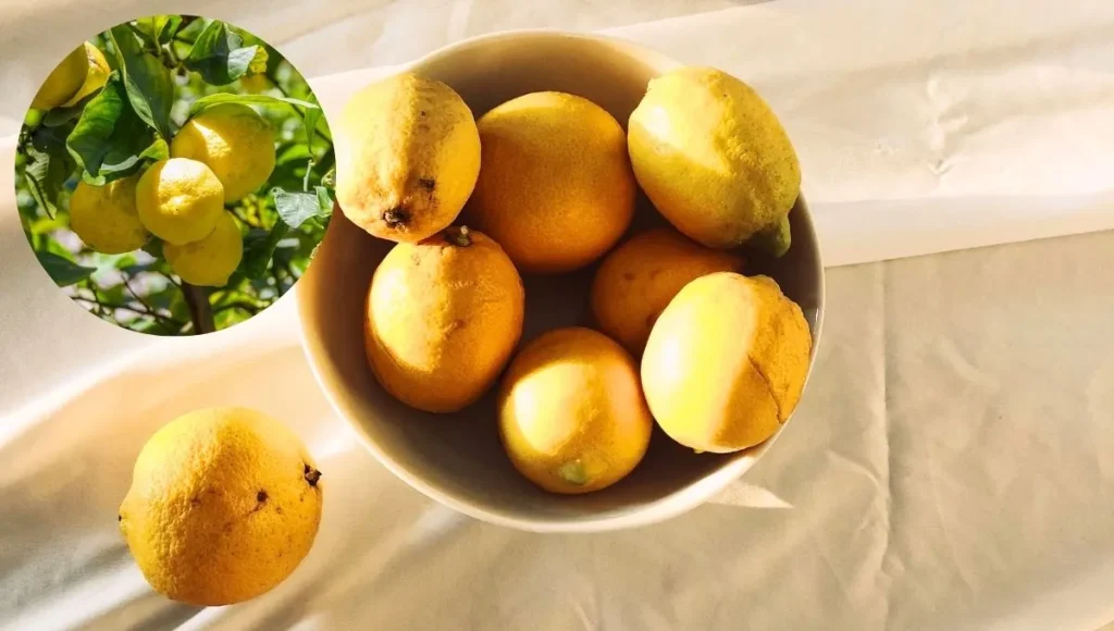Süpermarketten aldığınız limon tohumlarından kendi limon ağacınızı nasıl yetiştirebilirsiniz?