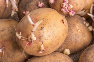 Beeilen Sie sich nicht mit ihrem Auswurf: Dieser unnötige Teil von Kartoffeln ist ein ausgezeichneter Dünger für Pflanzen