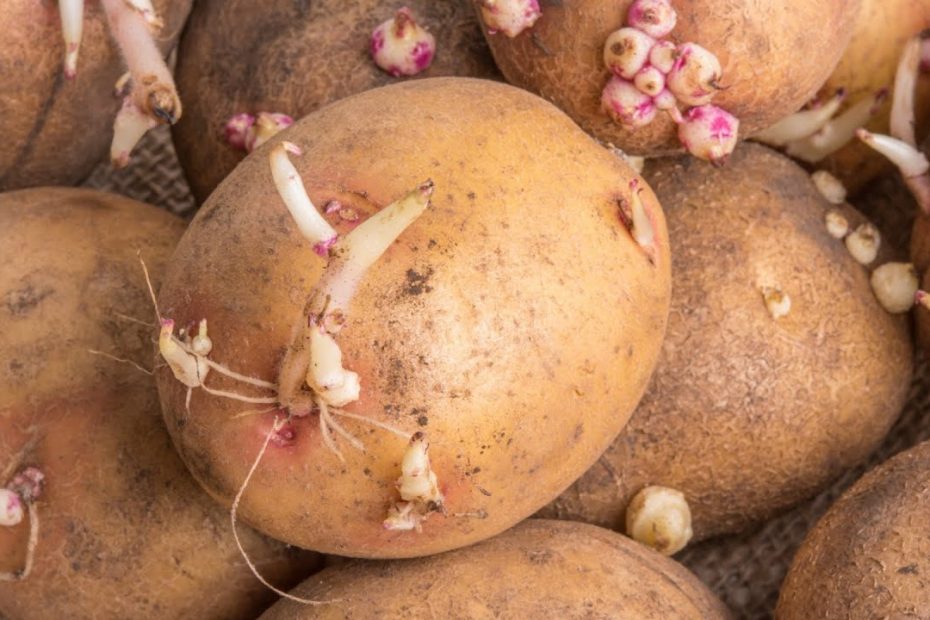 Beeilen Sie sich nicht mit ihrem Auswurf: Dieser unnötige Teil von Kartoffeln ist ein ausgezeichneter Dünger für Pflanzen 
