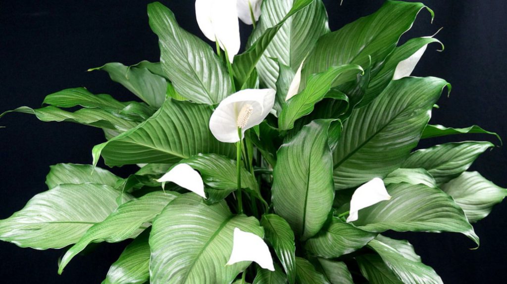 1 gram suya 1 gram ekleyin ve spathiphyllum bir çiçek bulutunun içinde boğulacak: bitki sürekli çiçek açacaktır.