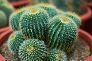 Wir sind Experten im Gartenbau und diese Töpfe sind die besten für ein gesundes Kakteurwachstum.