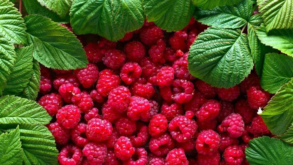 Im Mai brauchen Himbeeren 