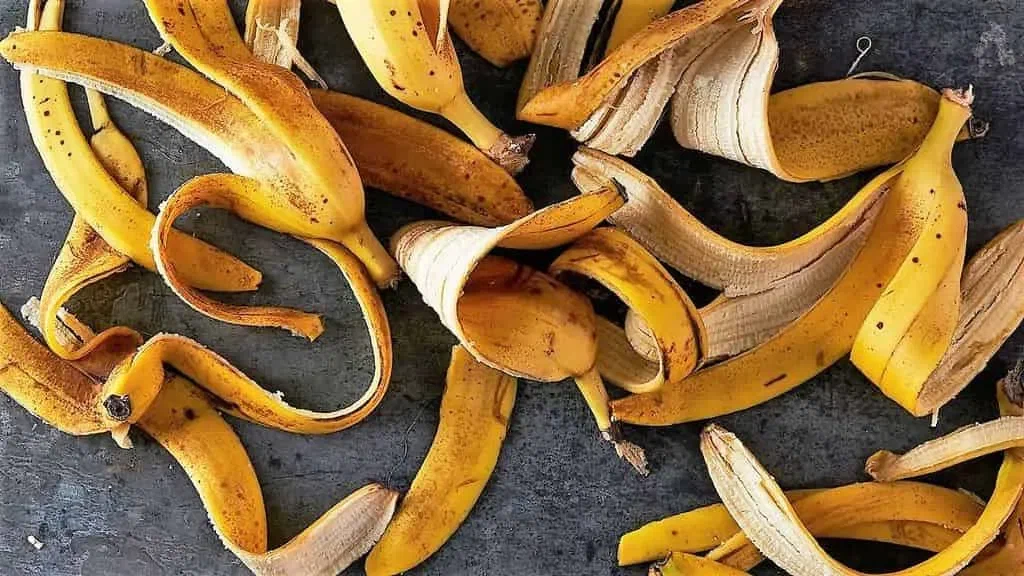 Mayıs ve Haziran aylarında sardunyalarınızı bu besleyici karışımla sulayın. Çiçekler saksılardan taşmaya başlayacak ve tüm sezon boyunca çiçek açmaya devam edecek. Sardunyalar için ev yapımı gübre