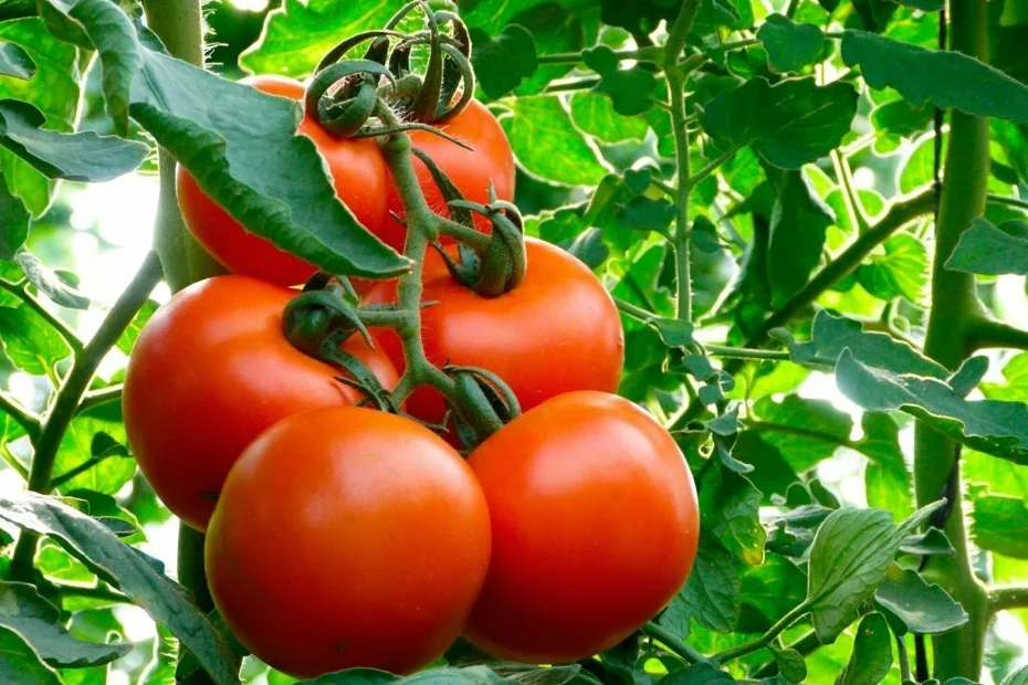 Meine Großmutter wässern immer Tomaten mit dieser Lösung. Es ist Schutz vor Krankheiten und eine Garantie für reiche und leckere Früchte.