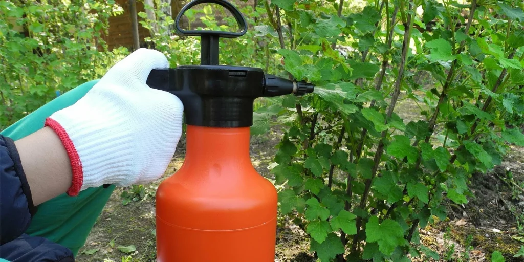 Pferdeschwanz im Garten? So werden Sie es los