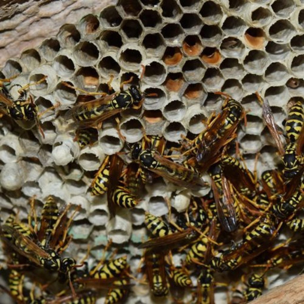 Schneiden Sie die Zitrone in zwei Hälften und stecken Sie die Nelke hinein. So fahren nervige Insekten weg