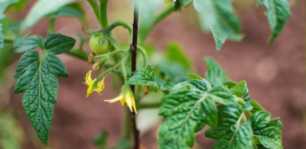 Einfacher Dünger, der die Tomaten erhöht, rechnen bis zu 10 Mal. Einfach und effektiv!