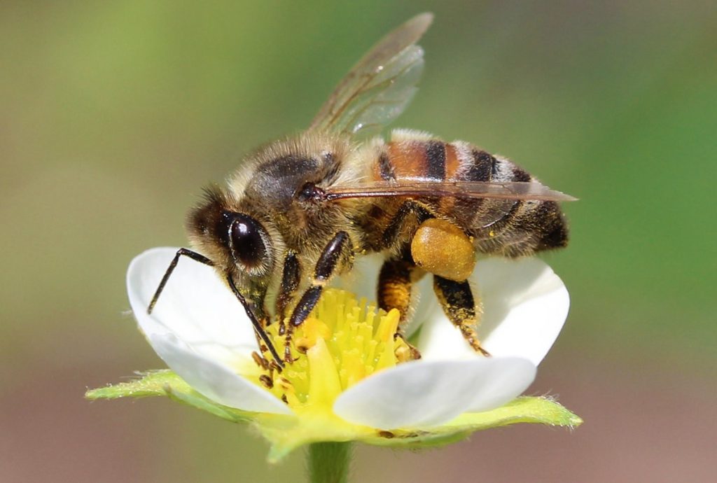 Weder Lemonella noch Insektizid: Wie man Bienen mit einem Objekt fährt, das jeder zu Hause hat 