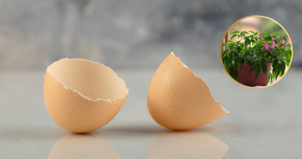 Eierschalen sind kein Verschwendung: Wie man sie als natürlichen Dünger für Pflanzen benutzt 