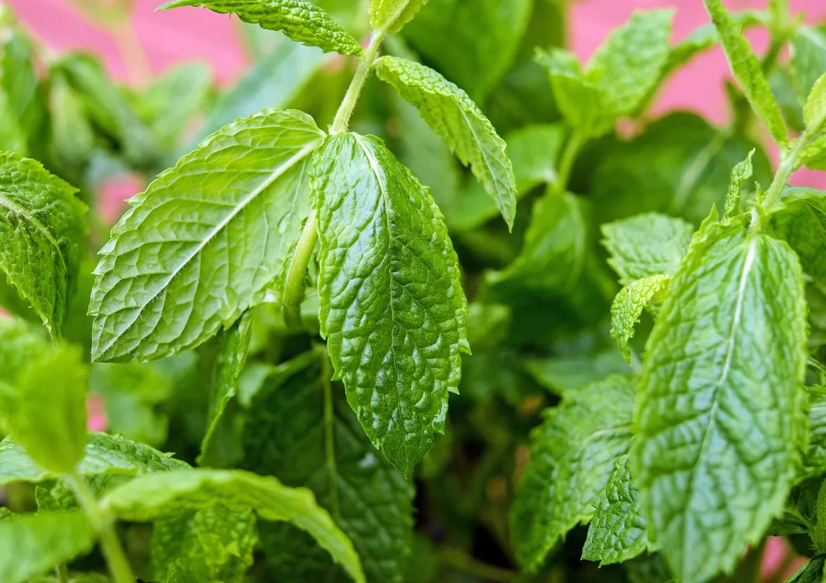 Die leckere aromatische Pflanze, die zu Hause angebaut werden kann, ist ideal für Matte.