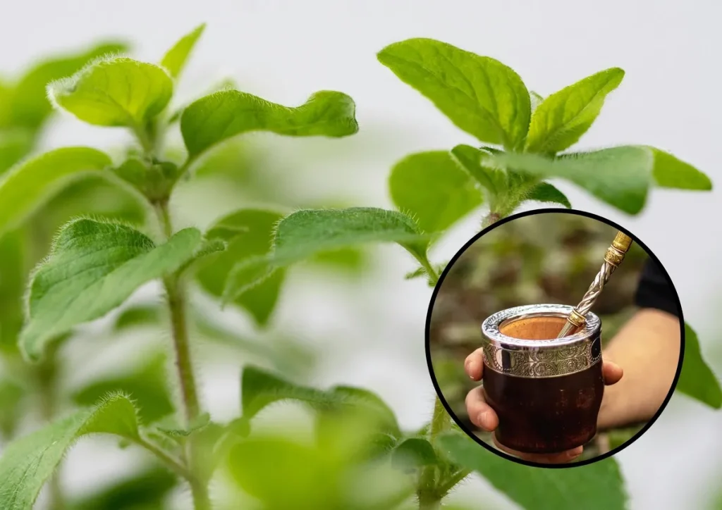 Die leckere aromatische Pflanze, die zu Hause angebaut werden kann, ist ideal für Matte. 