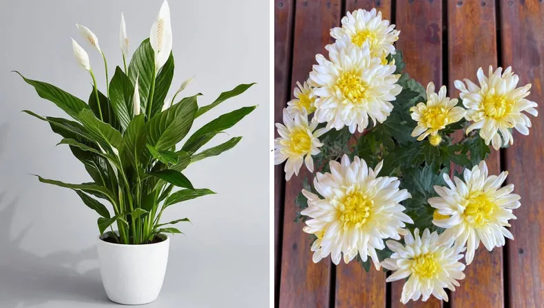 Gartenbau: 3 Zimmerpflanzen, die positive Energie anziehen und Ihr Zuhause drehen