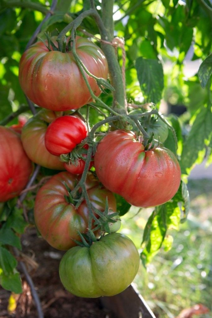Toprakla karıştırın ve domatesleri serpin. Faydalar çok büyük. 