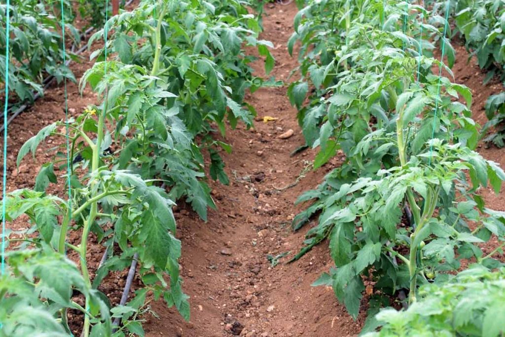 Wann sollten Sie Tomaten im Boden wetten? Seien Sie vorsichtig mit vorzeitiger Pflanzung, da sie verloren gehen.