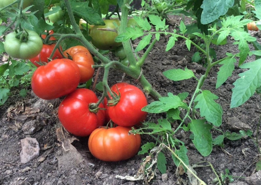 Der Gemüsegarten wird rot leuchten: Wie Sie die Fruchtbildung verdoppeln und ohne Chemie und zusätzliche Kosten mehr Tomaten erhalten