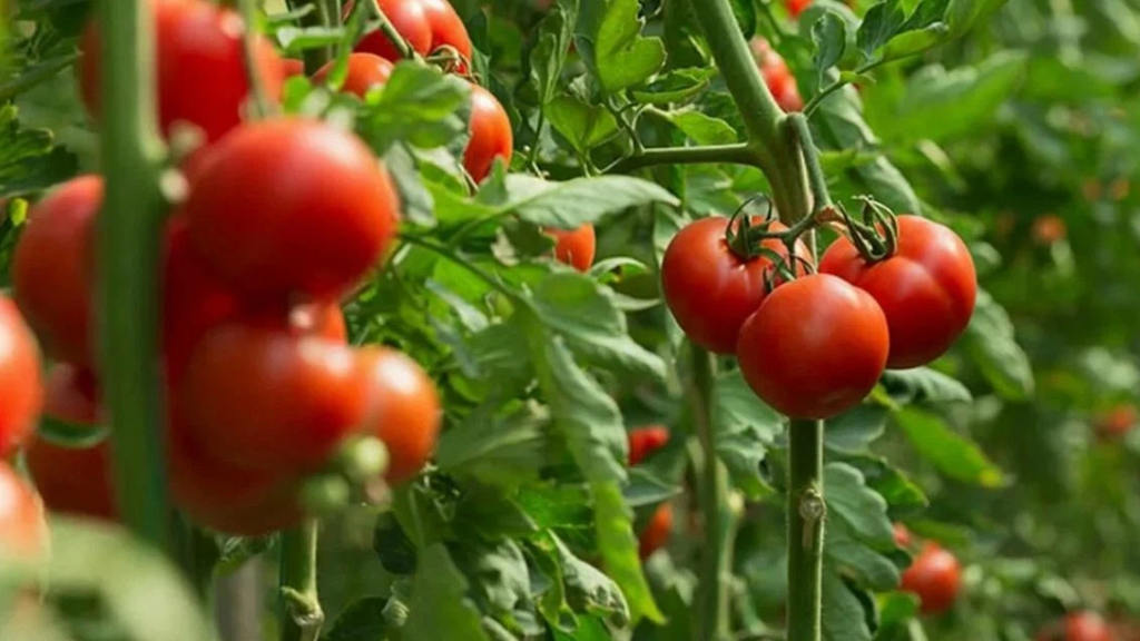 Domatesleri bu kaynatma ile suluyorum — kimyasallar kullanmadan sağlıklı yapraklar ve bol mahsul elde etmenin basit bir yolu.