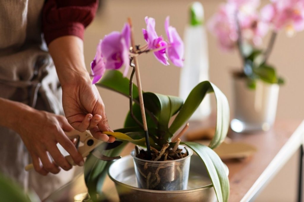 Wasser hinzufügen und in einen Topf gießen. Die Orchideenblüte