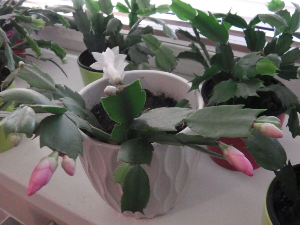Ohne ihn blüht der Klumpen im Winter nicht. Bewässern Sie es den ganzen Sommer über mit einer Mischung aus Wasser und Dünger, und im November wird der Klee mit Blumen bedeckt. Hausdünger für den Sommerklumpen für den Sommer von einem Fachmann