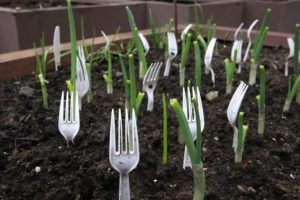 Der Nachbar stach den ganzen Garten mit Plastikgabeln - und löste das alte Problem: ein brillantes Lifehack.