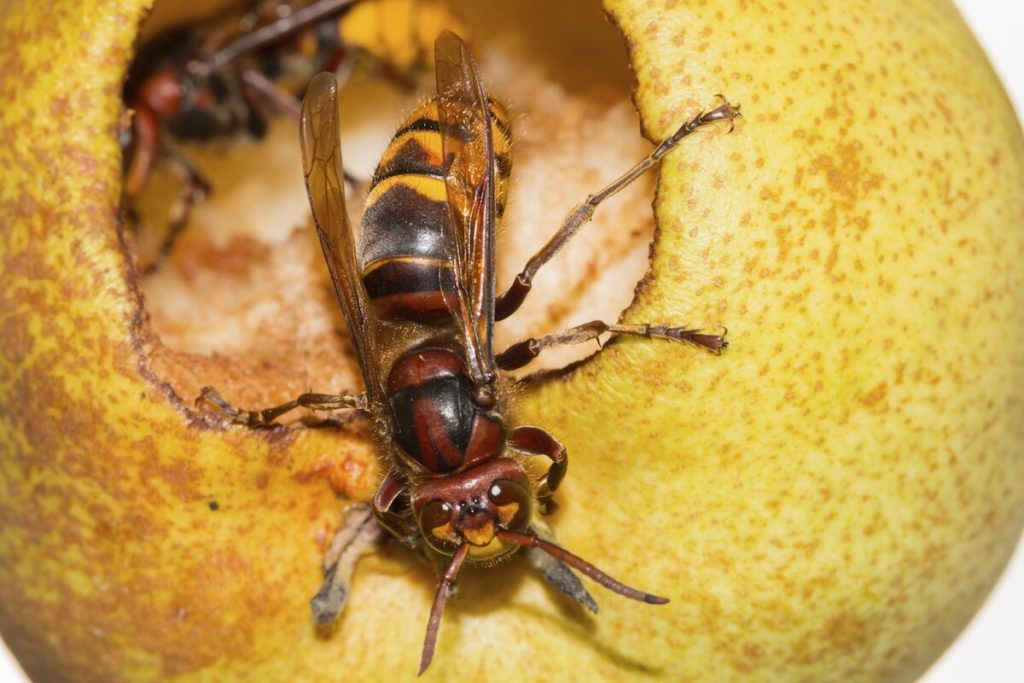 Wirf diese Frucht in den Garten - die Wespen fliegen vor ihrem Geruch. 