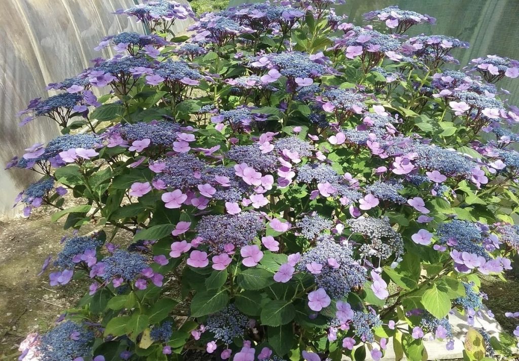 Hortensia – uzun yıllar boyunca çiçek açan çiçekler
