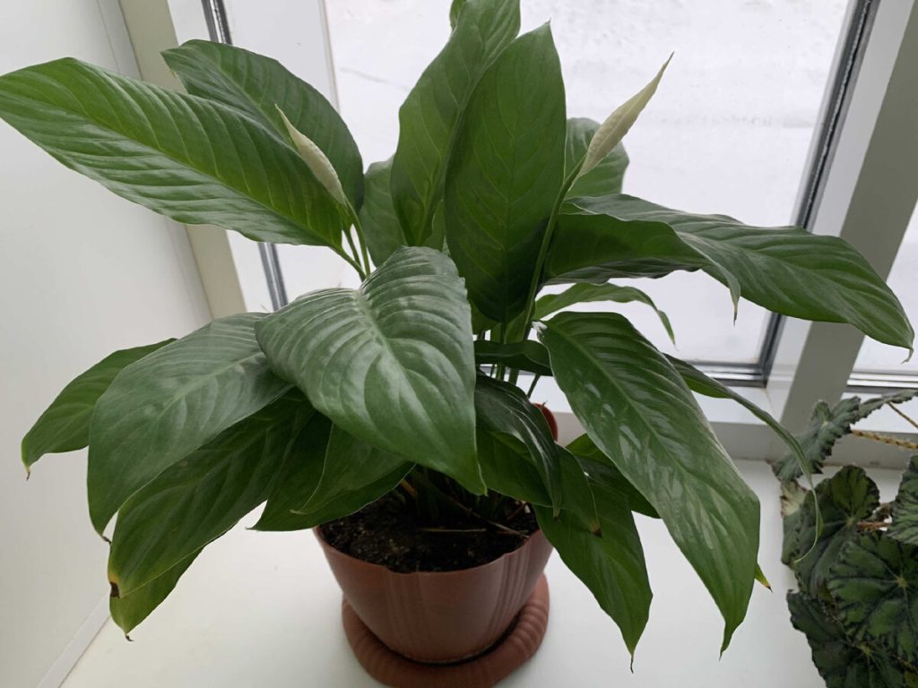 Anstatt Spathiphyllum in den Korb zu legen, pflanzen Sie es in einen Topf. Schöne weiße Blumen werden sehr bald wachsen.