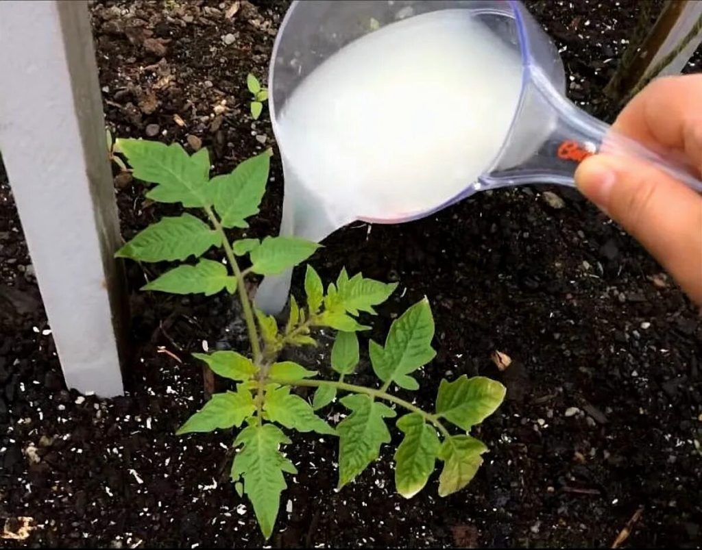 Die erste Düngung von Tomaten nach dem Auspflanzen in den Freiland: Was und wie man es am besten macht, sagen die Experten